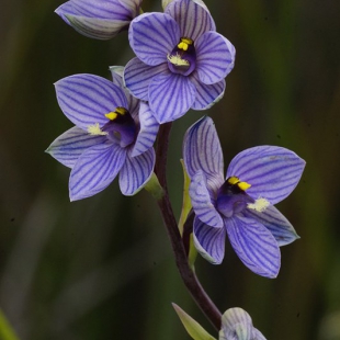 Thelymitra campanulata